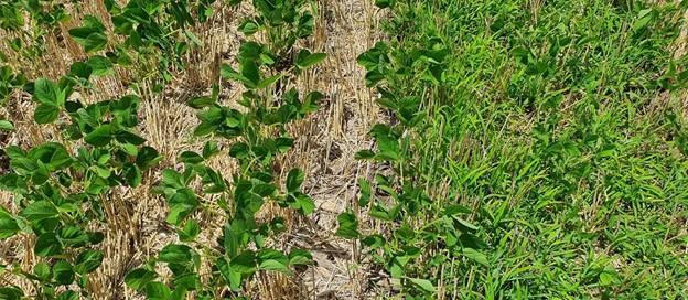 La empresa japonesa viene participando del Proyecto Malezas de los Consorcios Regionales de Experimentación Agrícola. Qué resultados se lograron en los módulos de soja y de maíz.