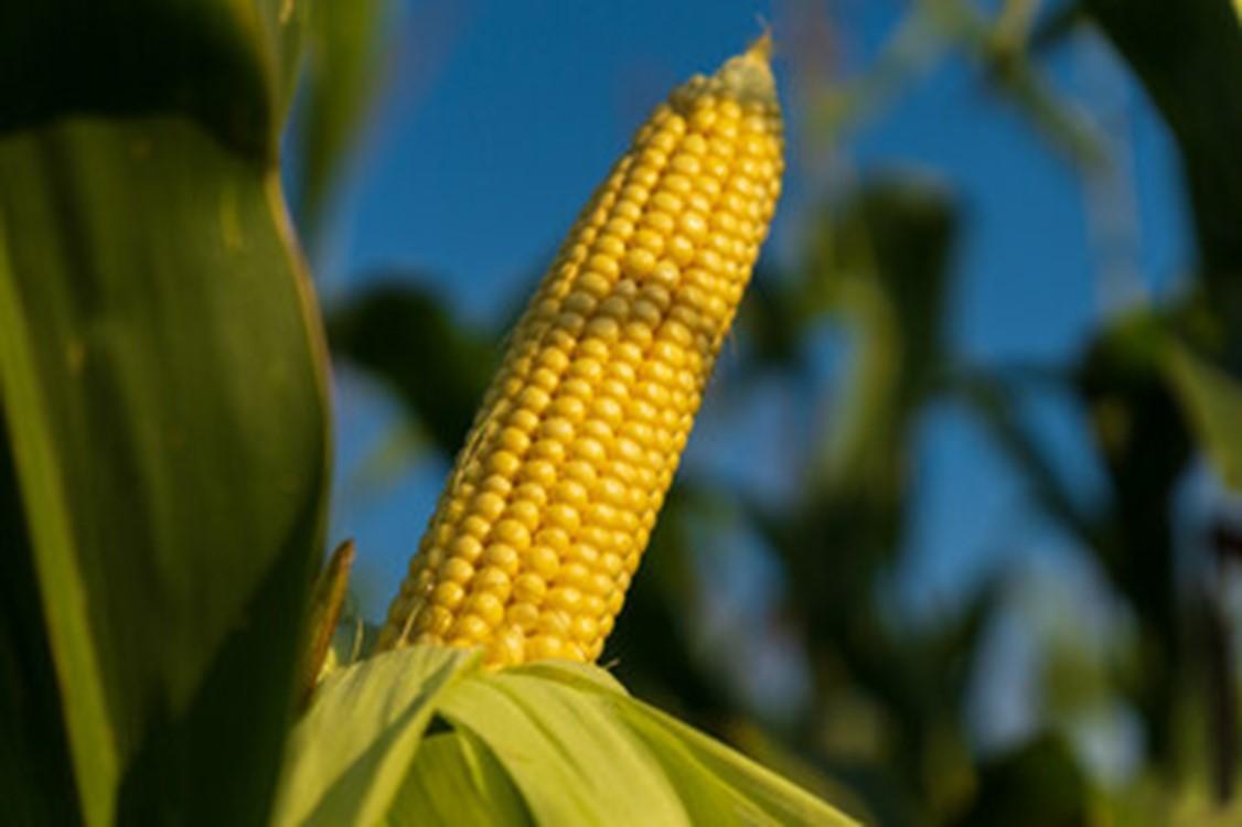 Cultivo de maíz.